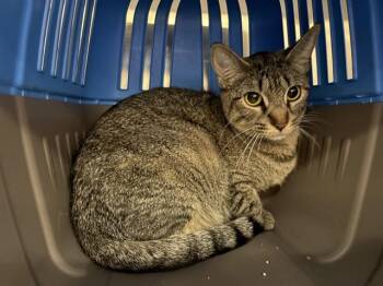 A1927550 -  Domestic Short Hair Cat for Adoption in Thousand Palms, California - A1927550 | PetCurious