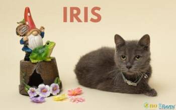 Iris -  Russian Blue and Domestic Short Hair Cat for Adoption in Fairhope, Alabama - Iris | PetCurious