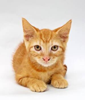 Sherbert -  Domestic Short Hair Cat for Adoption in Morton Grove, Illinois - Sherbert | PetCurious