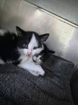 Miney -  Domestic Short Hair Cat for Adoption in Simcoe, Ontario - Miney | PetCurious