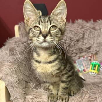 Bronco -  Domestic Short Hair Cat for Adoption in Jupiter, Florida - Bronco | PetCurious