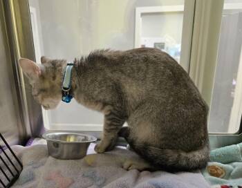 Domestic Short Hair Cats Available for Adoption in Dickson, Tennessee - Taffy | PetCurious