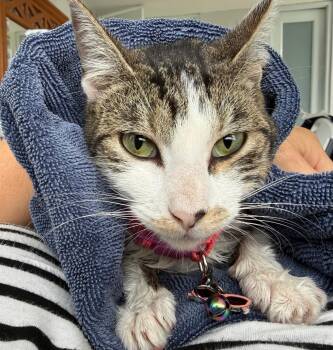 Domestic Short Hair Cats Available for Adoption in Franklin, Massachusetts - Grisy | PetCurious