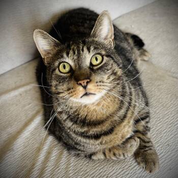 Domestic Short Hair Cats Available for Adoption in Buffalo, New York - Otis | PetCurious