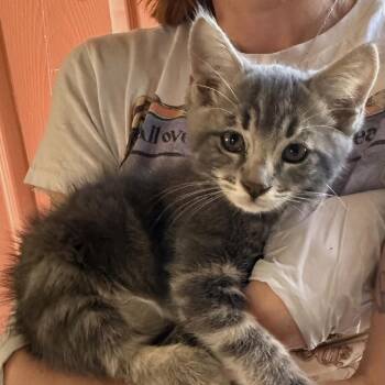 Domestic Short Hair Cats Available for Adoption in Huntington Beach, California - Max | PetCurious