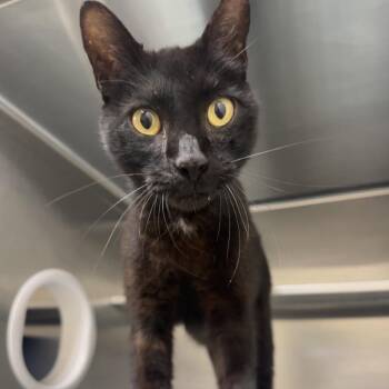 Pepper 28681 -  Domestic Short Hair Cat for Adoption in Middleburg, Florida - Pepper 28681 | PetCurious