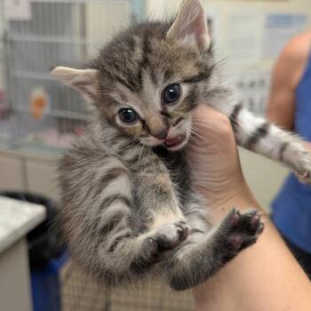 Domestic Short Hair Cats Available for Adoption in Buchanan Dam, Texas - Raven | PetCurious