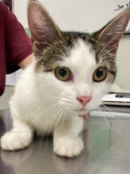 Indira -  Domestic Short Hair Cat for Adoption in Fall River, Massachusetts - Indira | PetCurious