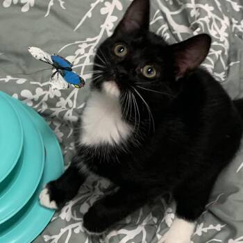 Haymitch -  Domestic Short Hair Cat Available for Adoption in Franklin, North Carolina - Haymitch | PetCurious