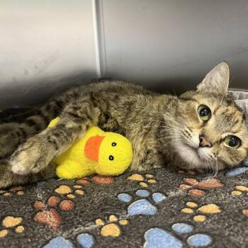Moultrie -  Domestic Short Hair Cat for Adoption - Moultrie | PetCurious