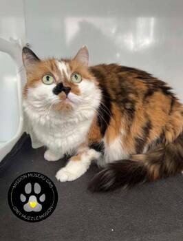 Maya -  Domestic Short Hair Cat for Adoption in Delson, Quebec - Maya | PetCurious