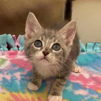 Cricket @ Dorchester Road PetSmart -  Domestic Short Hair Cat for Adoption in Summerville, South Carolina - Cricket @ Dorchester Road PetSmart | PetCurious