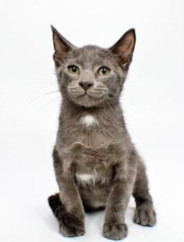 Beastboy -  Domestic Short Hair Cat for Adoption in Morton Grove, Illinois - Beastboy | PetCurious