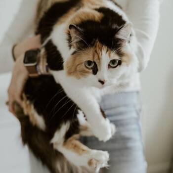 Domestic Long Hair Cats Available for Adoption - Rhonda | PetCurious