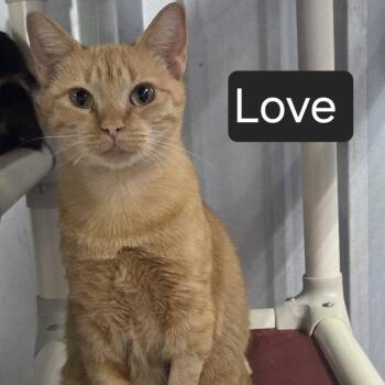 Love -  Domestic Short Hair Cat for Adoption in Snow Hill, North Carolina - Love | PetCurious