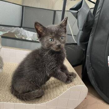NEBULA -  Domestic Short Hair Cat for Adoption in Charlotte, North Carolina - NEBULA | PetCurious