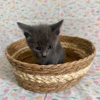 Jenga -  Domestic Short Hair Cat Available for Adoption - Jenga | PetCurious