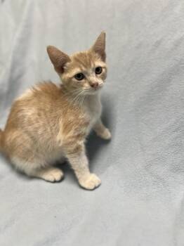 Tyler -  Domestic Short Hair Cat for Adoption in Jackson, Michigan - Tyler | PetCurious