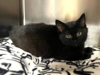 Tinky-Winky -  Domestic Short Hair Cat for Adoption in Portland, Oregon - Tinky-Winky | PetCurious
