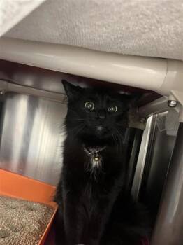 Rescue Domestic Medium Hair and Domestic Short Hair Cats for Adoption in Montreal, Quebec - Margarita | PetCurious