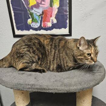 Domestic Short Hair Cats Available for Adoption in Port Charlotte, Florida - Papaya | PetCurious