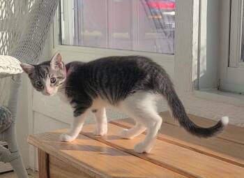 Tiger Lily -  Domestic Short Hair Cat for Adoption in Elizabeth, Illinois - Tiger Lily | PetCurious