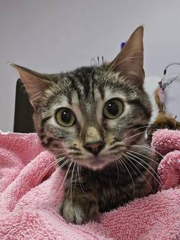 Domestic Short Hair Cats Available for Adoption - Heather | PetCurious