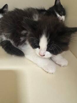 Tina Toad -  Domestic Long Hair Cat for Adoption in Bloomington, Indiana - Tina Toad | PetCurious