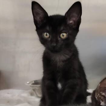 Clavel -  Domestic Short Hair Cat for Adoption in Vieques, Vieques - Clavel | PetCurious