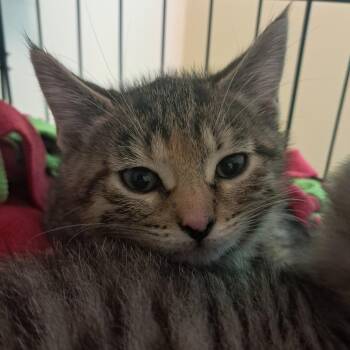 Checkers -  Domestic Short Hair Cat Available for Adoption in Concord, New Hampshire - Checkers | PetCurious