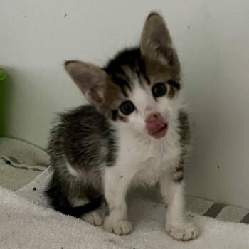 Darren -  Domestic Short Hair Cat for Adoption in Sarasota, Florida - Darren | PetCurious