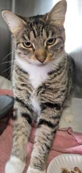Libby -  Domestic Short Hair Cat for Adoption in Windsor, Connecticut - Libby | PetCurious