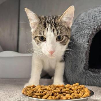 Candyman -  Domestic Short Hair Cat for Adoption in Edwardsville, Illinois - Candyman | PetCurious