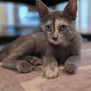 June -  Domestic Short Hair Cat for Adoption in Fort Worth, Texas - June | PetCurious