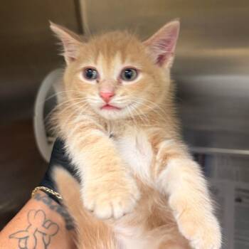 Dorito -  Domestic Short Hair Cat for Adoption in Winston-salem, North Carolina - Dorito | PetCurious