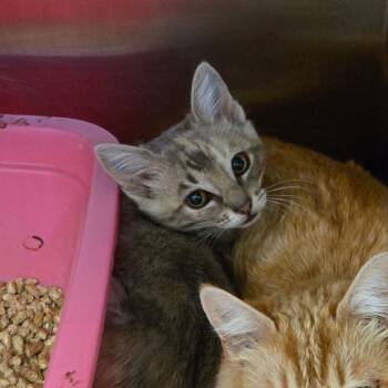 Sugar -  Domestic Short Hair Cat for Adoption in Spokane, Washington - Sugar | PetCurious