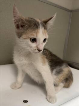 ROBIN -  Domestic Short Hair Cat for Adoption in Tracy, California - ROBIN | PetCurious