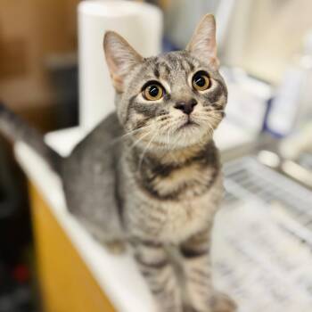 Skip -  Domestic Short Hair Cat for Adoption in Woodbury, New Jersey - Skip | PetCurious