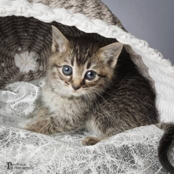 Tobias -  Domestic Short Hair Cat for Adoption in Maryville, Tennessee - Tobias | PetCurious