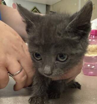 Domestic Short Hair Cats Available for Adoption - Artichoke | PetCurious