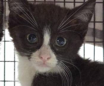 A2477620 -  Domestic Short Hair Cat for Adoption in Fort Lauderdale, Florida - A2477620 | PetCurious