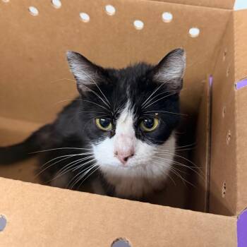 Domestic Short Hair Cats Available for Adoption - Smores | PetCurious