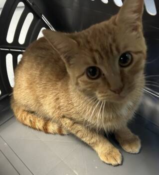 Rescue Domestic Short Hair Cats for Adoption in Lawrenceville, Georgia - Fb 9 | PetCurious