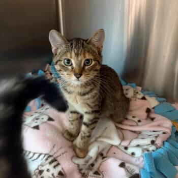 Milk -  Domestic Short Hair Cat for Adoption in Cumming, Georgia - Milk | PetCurious