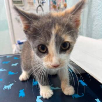 Vesper -  Domestic Short Hair Cat for Adoption in Pinellas Park, Florida - Vesper | PetCurious