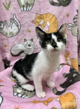 Rescue Domestic Short Hair Cats for Adoption in Ball Ground, Georgia - Frick | PetCurious