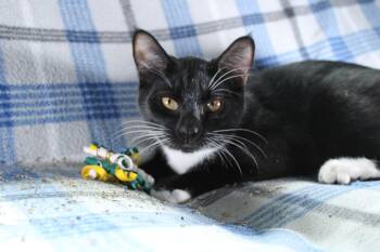 Rescue Domestic Short Hair Cats for Adoption in Union Gap, Washington - Rex | PetCurious