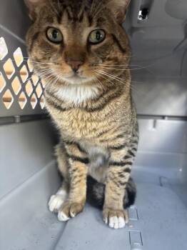 Neville -  Domestic Short Hair Cat for Adoption in New York, New York - Neville | PetCurious