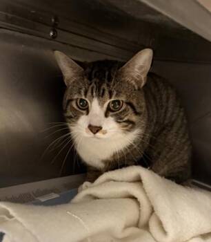 Domestic Short Hair Cats Available for Adoption in West Chester, Pennsylvania - Fisher | PetCurious