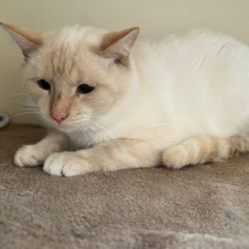 Rescue Domestic Short Hair Cats for Adoption in Dayton, Ohio - Gumbo | PetCurious